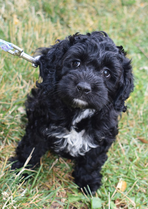 small black dog
